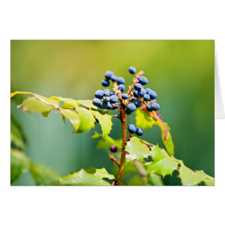 Blueberry II