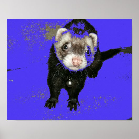 Blueberry Jam Ferret Poster (Vorne)