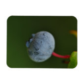 Blueberry Magnet (Horizontal)