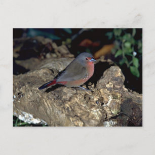 Bluebill Firefinch Postkarte