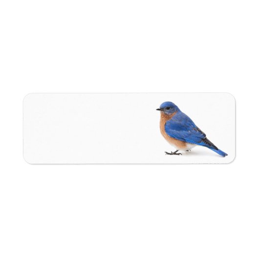 Bluebird (Vorne)