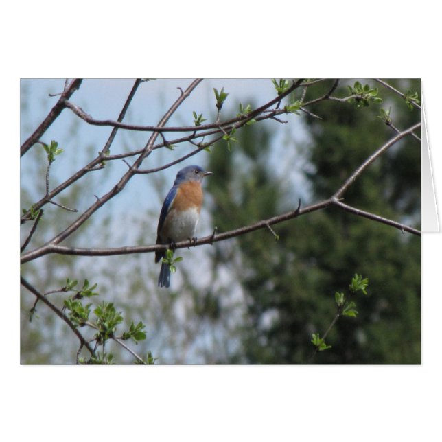 Bluebird (Vorderseite (Horizontal))