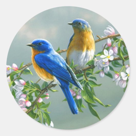 Bluebird. American Eastern Bluebird Sialis Runder Aufkleber (Vorderseite)