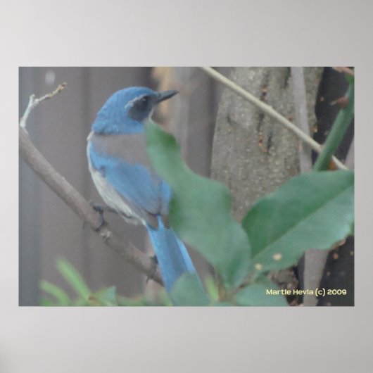 Bluebird an einer Zweigstelle Poster (Vorne)