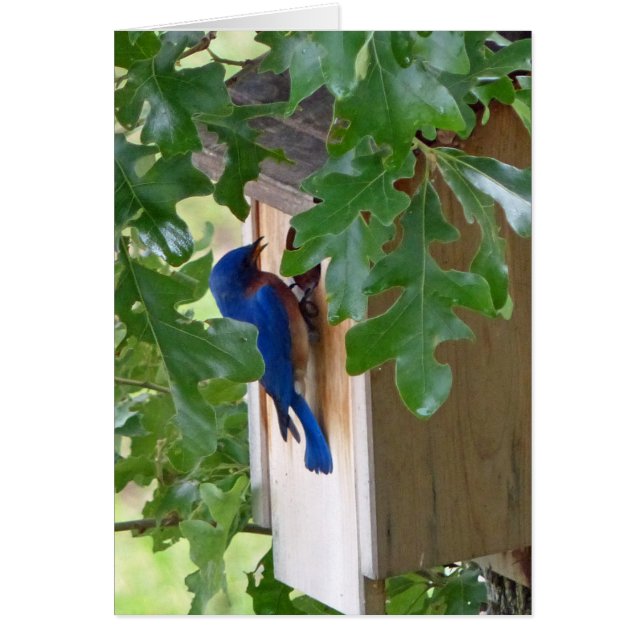 Bluebird at Home (Vorne)