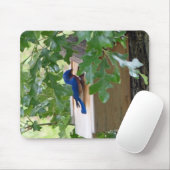 Bluebird at Home Mousepad (Mit Mouse)