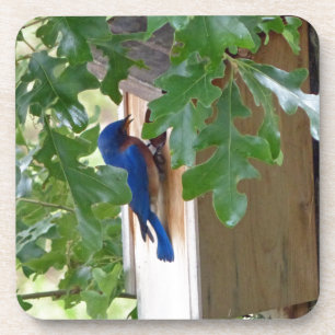 Bluebird at Home Untersetzer