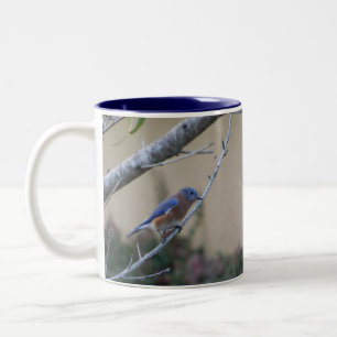 Bluebird auf Branch Eastern Bluebird Liebhaber Zweifarbige Tasse
