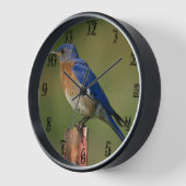 BLUEBIRD AUF EINER SEITE C UHR (Winkel)