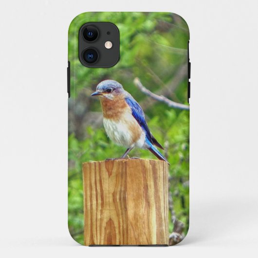 Bluebird auf Zaun Case-Mate iPhone Hülle (Rückseite)