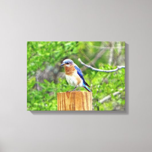 Bluebird auf Zaun Leinwanddruck (Vorderseite)