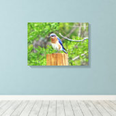 Bluebird auf Zaun Leinwanddruck (Insitu (Holzboden))