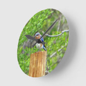 Bluebird auf Zaun Runde Wanduhr (Winkel)