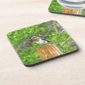 Bluebird auf Zaun Untersetzer (Linke Seite)