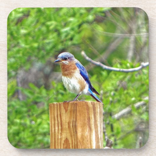 Bluebird auf Zaun Untersetzer (Vorderseite)