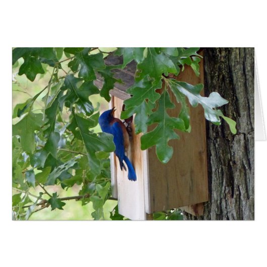 Bluebird auf Zuhause Grußkarte (Vorderseite (Horizontal))
