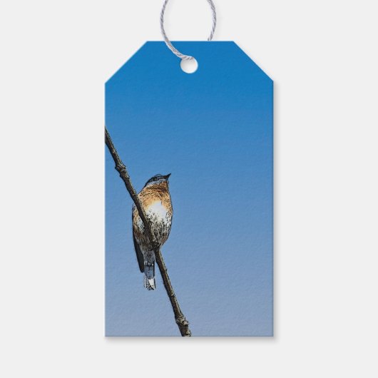 Bluebird auf Zweig Geschenkanhänger (Vorderseite)