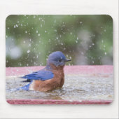 Bluebird bei Birdbath Mousepad (Vorne)
