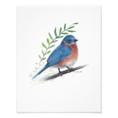 Bluebird Bird Art Foto Print (Vorne)