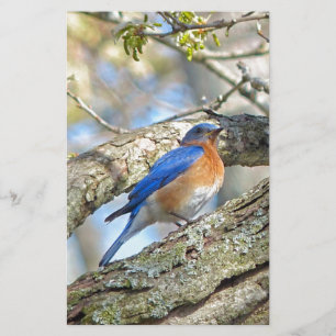 Bluebird Briefpapier