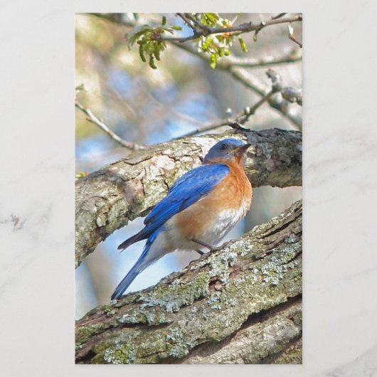 Bluebird Briefpapier (Vorderseite)