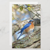 Bluebird Briefpapier (Vorne/Hinten)