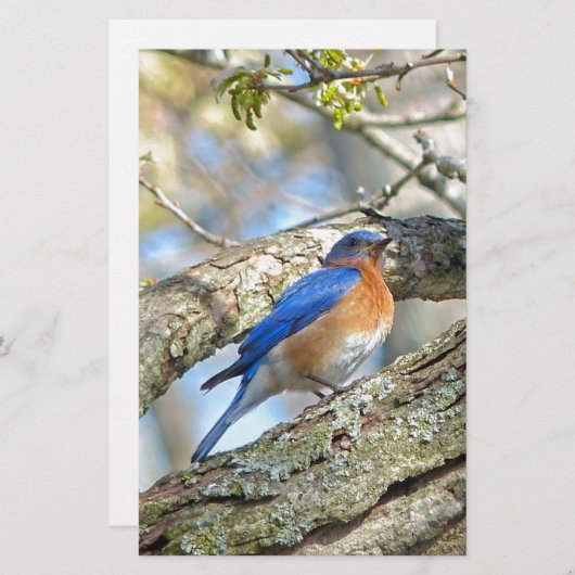 Bluebird Briefpapier (Vorne/Hinten)