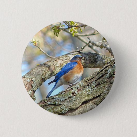 Bluebird Button (Vorderseite)