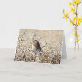 Bluebird & Cardinal, Life Is a Song Sing It! Karte (Gelbe Blume)