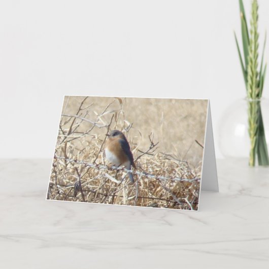 Bluebird & Cardinal, Life Is a Song Sing It! Karte (Vorderseite)