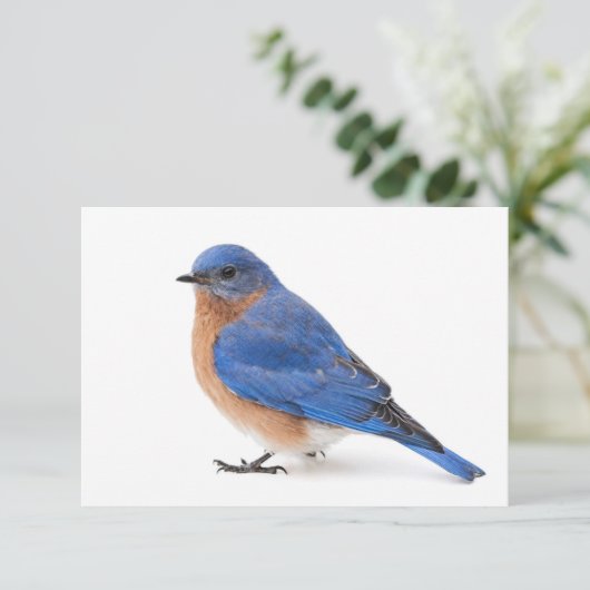 Bluebird Einladung (Stehend Vorderseite)
