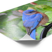 Bluebird Fotodruck (Ecke)