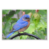Bluebird Fotodruck (Vorne)