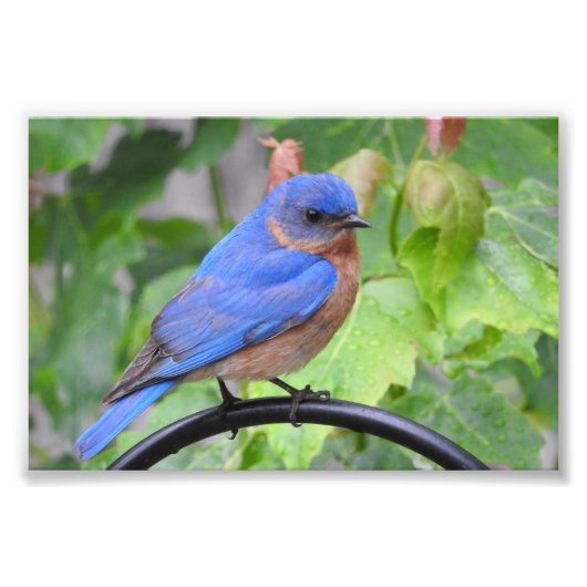 Bluebird Fotodruck (Vorne)