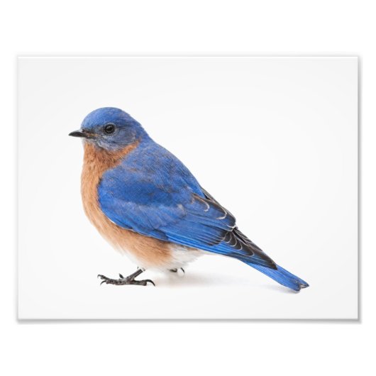 Bluebird Fotodruck (Vorne)