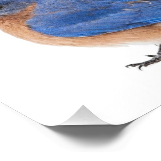 Bluebird Fotodruck (Ecke)