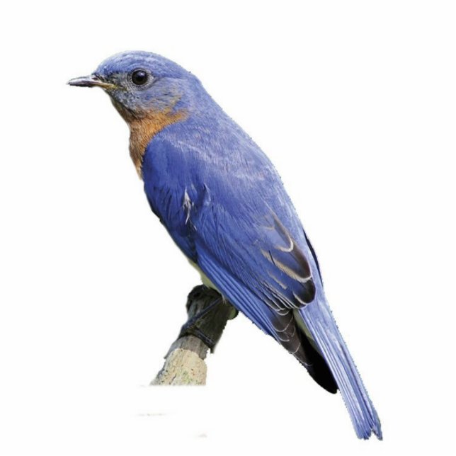 Bluebird Fotoskulptur Ornament (Vorne)