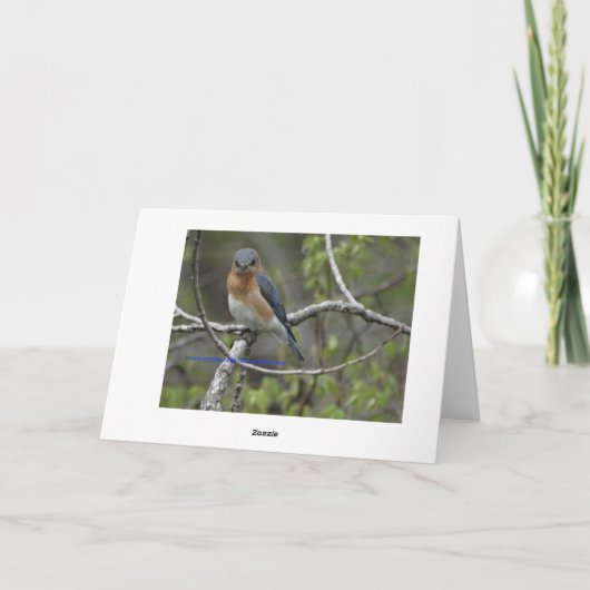 Bluebird, Geburtstag Karte (Rückseite)