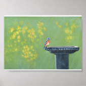 Bluebird in Rain Poster (Vorne)