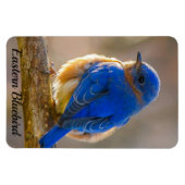 Bluebird Kühlschrank Magnet-Fotovorlage Magnet (Horizontal)