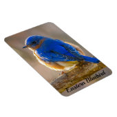 Bluebird Kühlschrank Magnet-Fotovorlage Magnet (Rechte Seite)