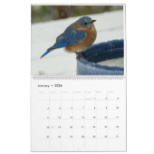 Bluebird Lovers Kalender (Jan 2026)