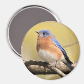 Bluebird Magnet (Vorderseite/Rückseite)