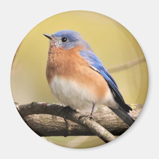 Bluebird Magnet (Vorne)