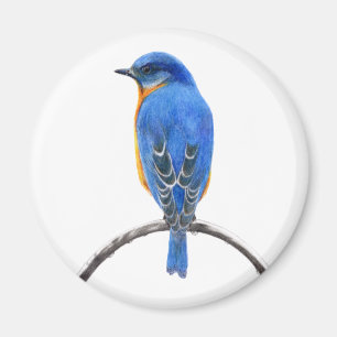 Bluebird Magnet