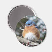 Bluebird Magnet (Vorderseite/Rückseite)