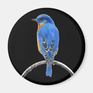 Bluebird Magnet