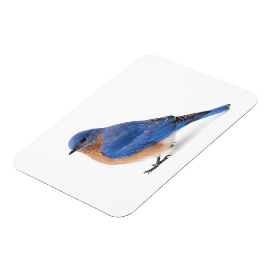 Bluebird Magnet (Linke Seite)