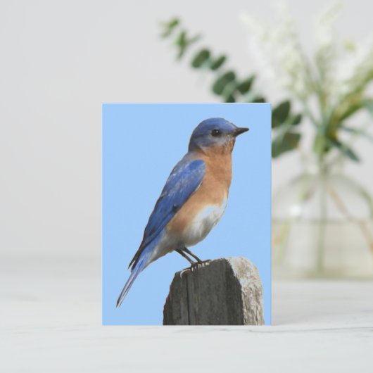 Bluebird Male Postcard Postkarte (Stehend Vorderseite)