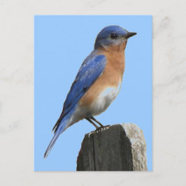 Bluebird Male Postcard Postkarte